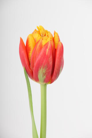 tulipe hybride cilesta