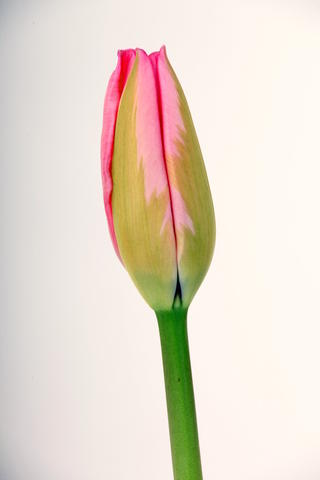 tulipe hybride design impression