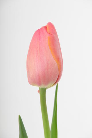 tulipe Hybride Primavera