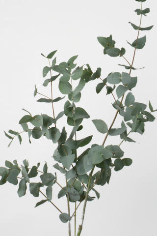 cinerea
