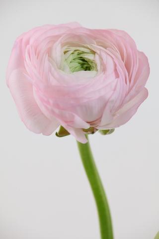 Success Pink 416