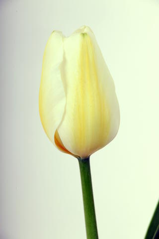 tulipe hybride orleans
