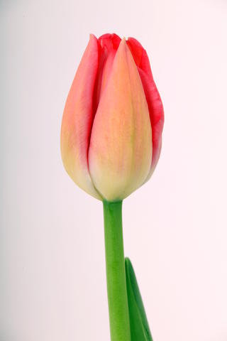tulipe hybride pink pride