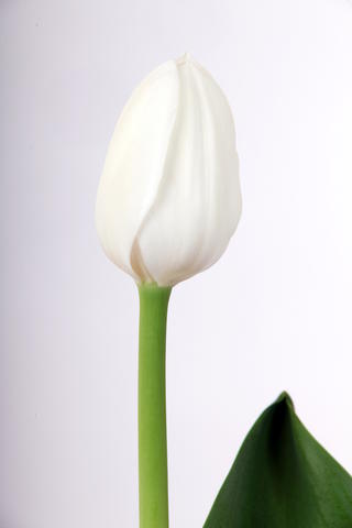 tulipe hybride royal virgin