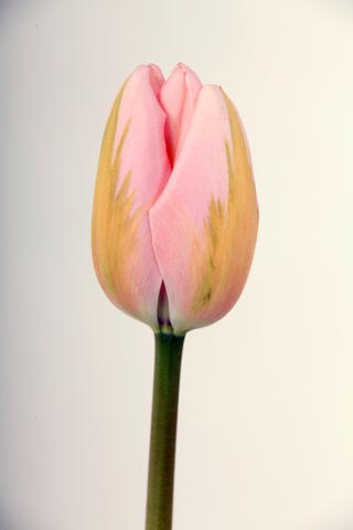 tulipe hybride sweet impression