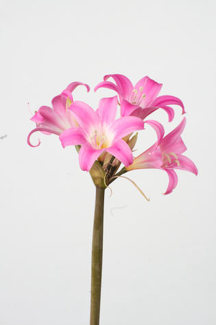 Belladonna