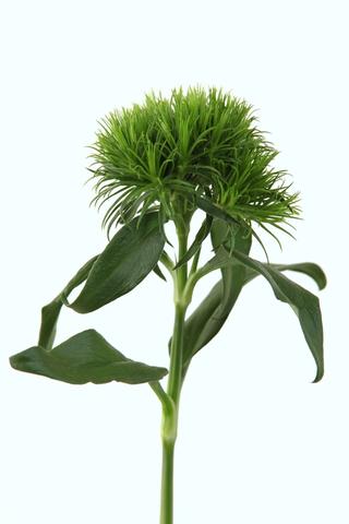 vert