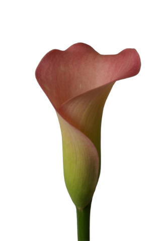 calla manila