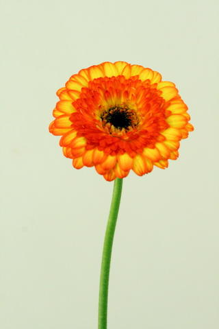 Colori