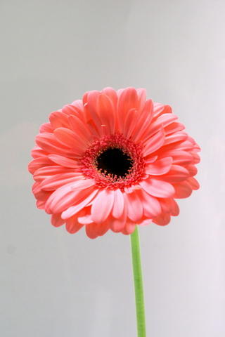 germini rose