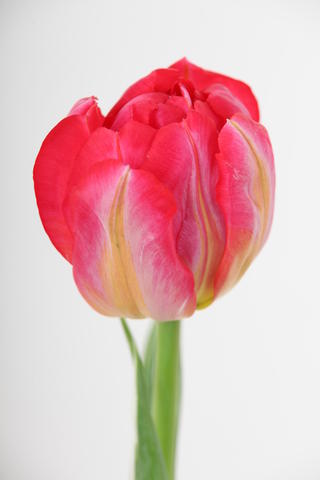 Tulipe Hybride Flash Point