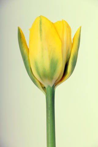 tulipe hybride marie jo