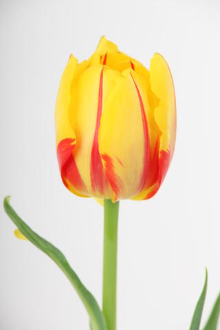 tulipe hybride Monsella