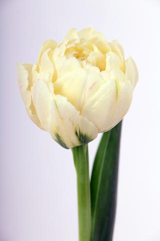 tulipe hybride piste