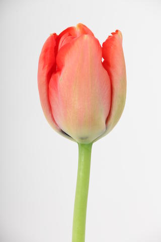 tulipe hybride red pride