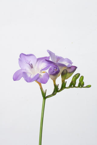 bicolore violet