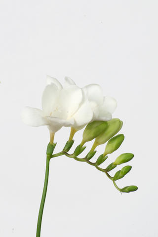 blanc