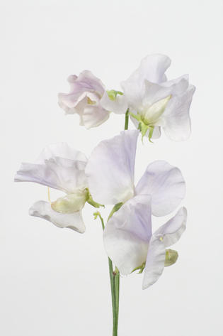 blanc