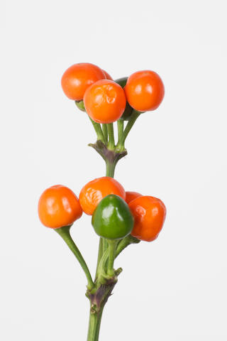 Cilegia  orange