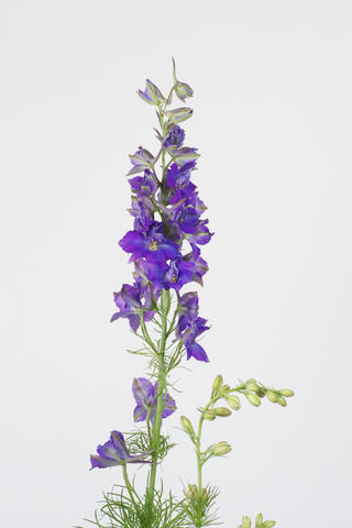 Consolida bleu