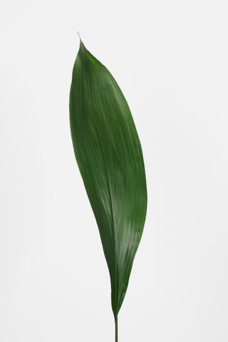 eliator