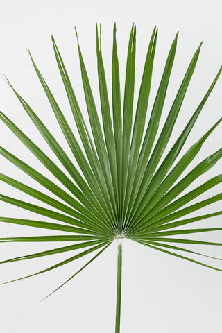 feuille
