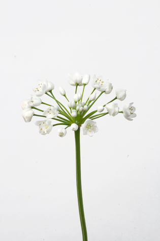 neapolitanum blanc