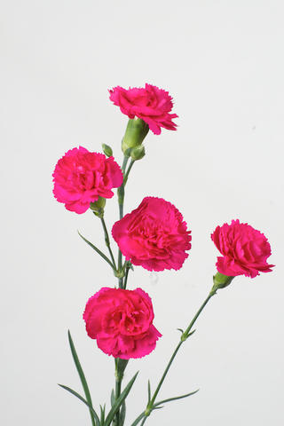  Nederland Ciclamino 