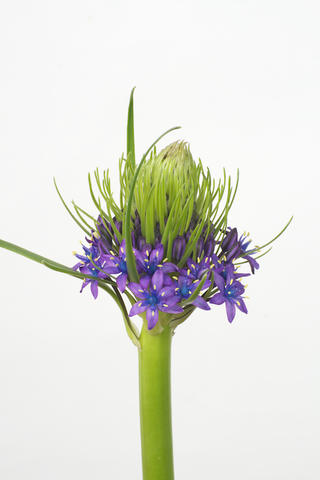 peruviana