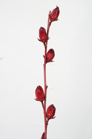rouge