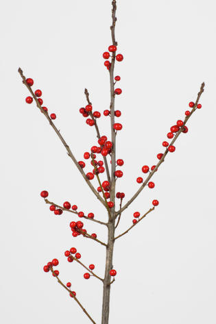 verticillata