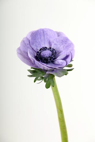 anemone marianne poudree milka