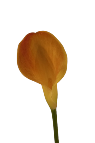 calla lady marmelade