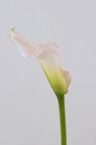 calla melrose