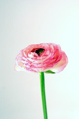 renoncule striée blanche