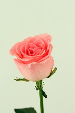 rose sophia lauren