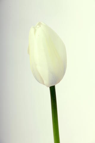 tulipe hybride gwen